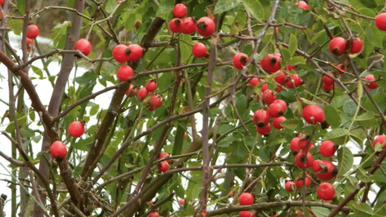 Foto - Uzmanlar boşuna konuşmuyor... Portakaldan 7 kat faydalı: C vitamini zengini, kan şekeri ilacı
