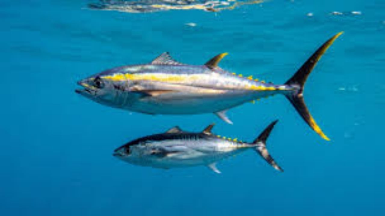 Foto - Uzmanlar tek tek sıraladı: İşte bunama riskini bıçak gibi kesen 11 besin