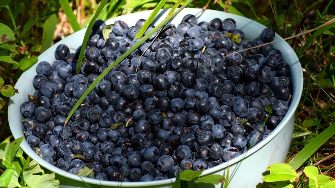 Foto - Uzmanlar tek tek sıraladı: İşte bunama riskini bıçak gibi kesen 11 besin