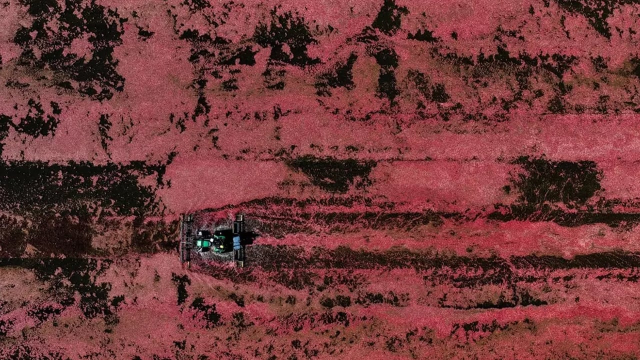 Foto - Uzun süredir biliniyor ama az kişi deniyor: Çayını demleyip için! Böbrek taşını ameliyatsız temizliyor, destek veriyor