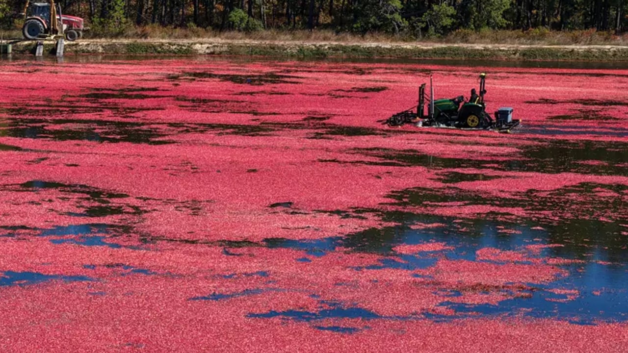 Foto - Uzun süredir biliniyor ama az kişi deniyor: Çayını demleyip için! Böbrek taşını ameliyatsız temizliyor, destek veriyor