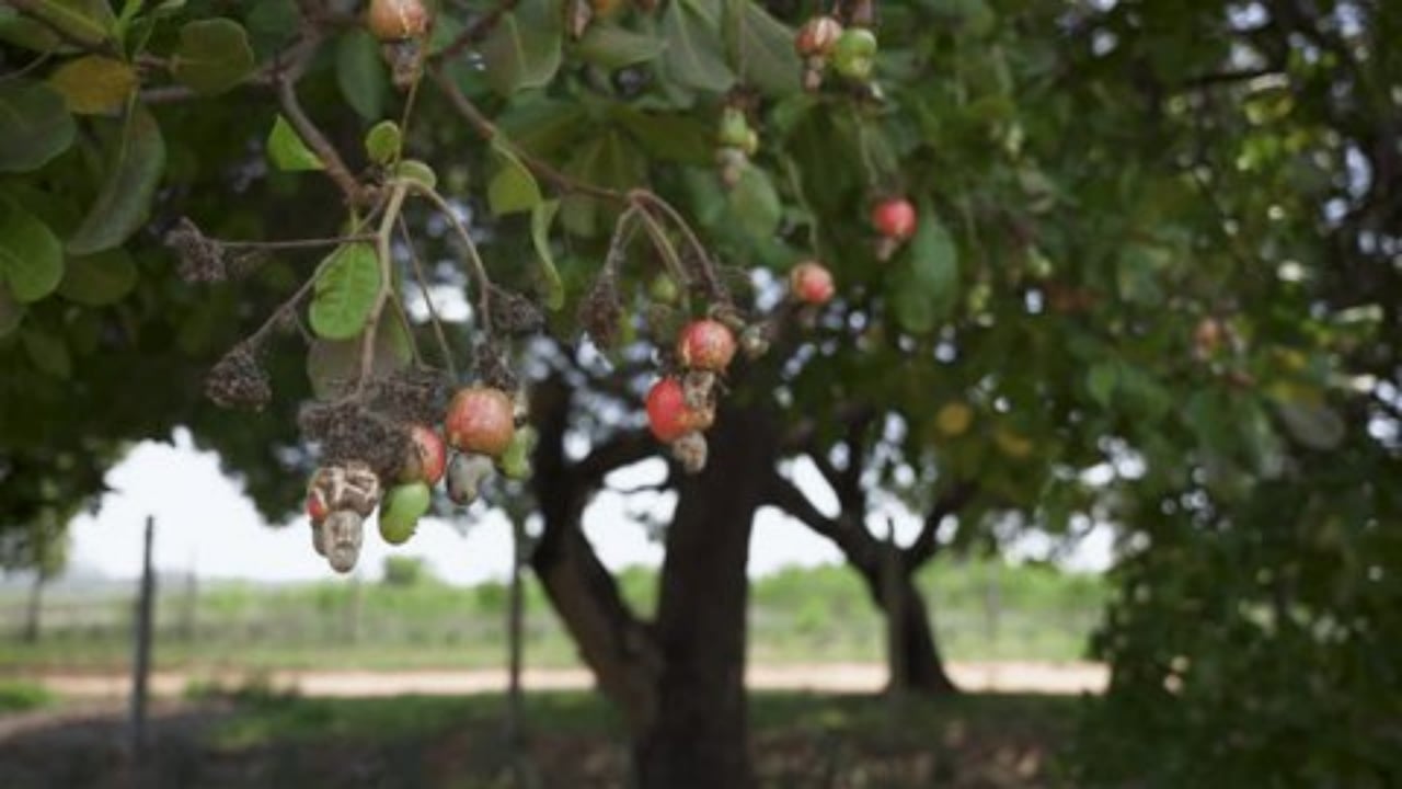 Vahşi katliam! Tarlayı basıp kana buladılar: 15 köylü öldü