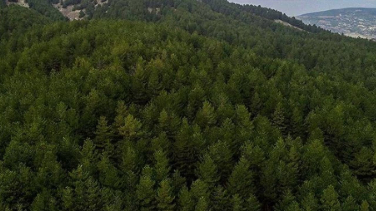 Foto - Valilik düğmeye bastı! Ormanlara girişler yasaklandı