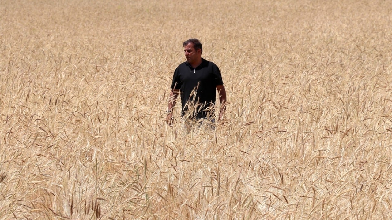 Foto - Van Gölü Havzası yeşerdi Meralarla birlikte üreticinin umudu da canlandı