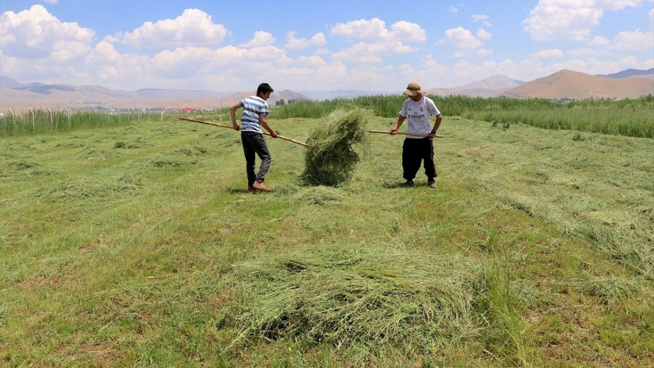 Foto - Van Gölü Havzası yeşerdi Meralarla birlikte üreticinin umudu da canlandı