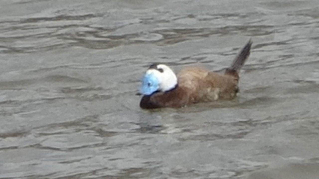 Van Gölü havzasında sevindiren artış! Dikkuyruklar güvenli limanına döndü