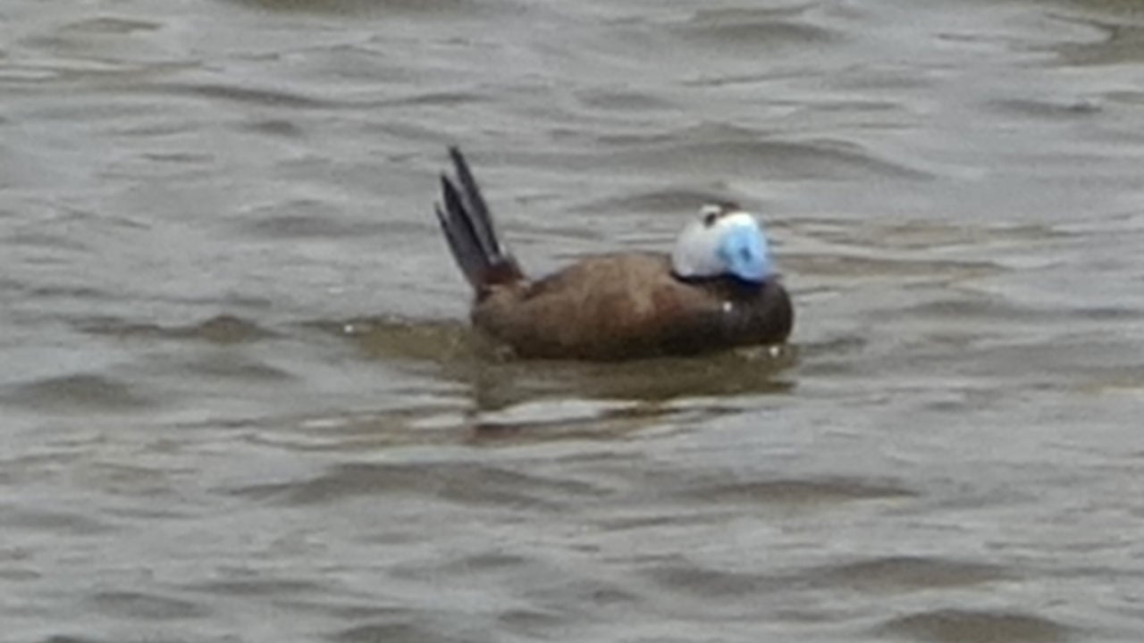 Foto - Van Gölü havzasında sevindiren artış! Dikkuyruklar güvenli limanına döndü