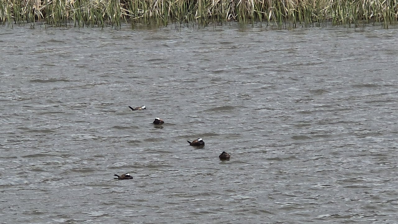 Foto - Van Gölü havzasında sevindiren artış! Dikkuyruklar güvenli limanına döndü