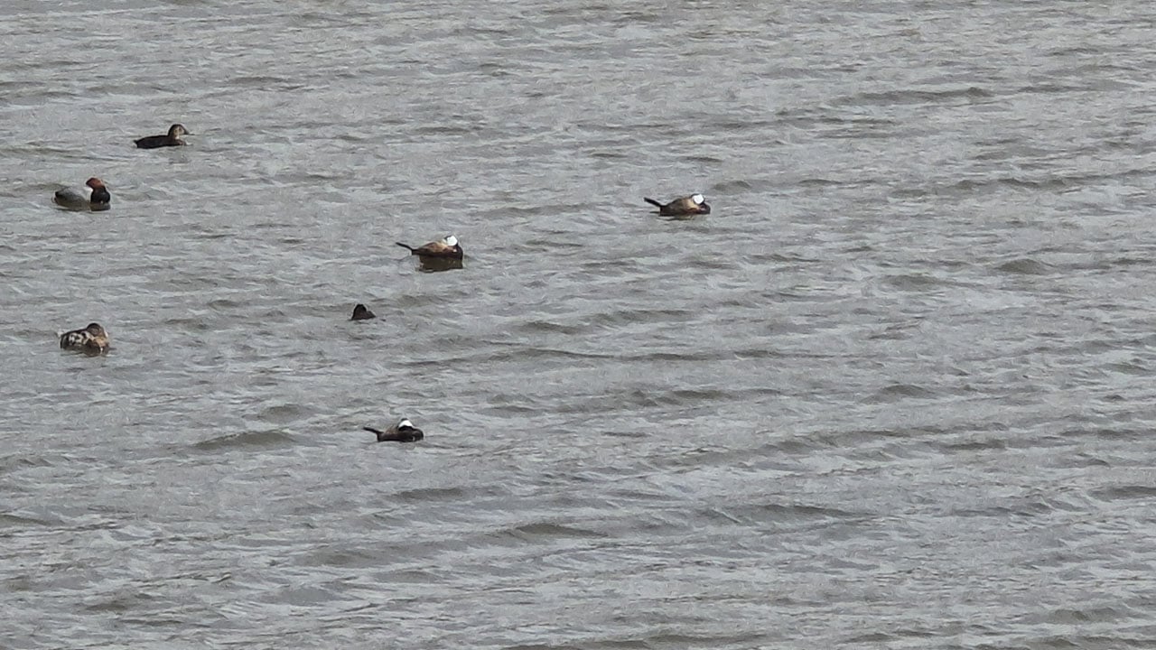 Foto - Van Gölü havzasında sevindiren artış! Dikkuyruklar güvenli limanına döndü