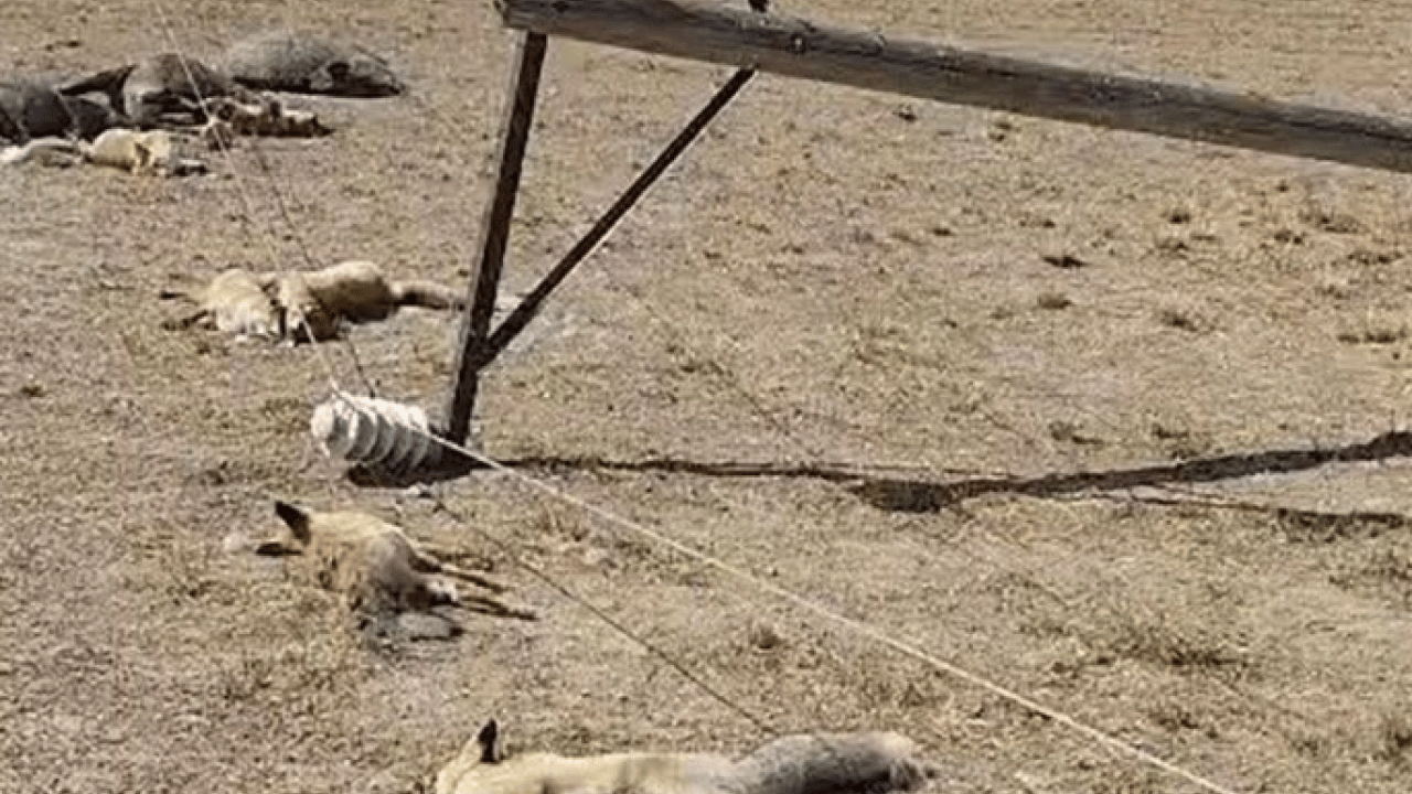 Van’da dehşete düşüren görüntü! Onlarca hayvan telef oldu