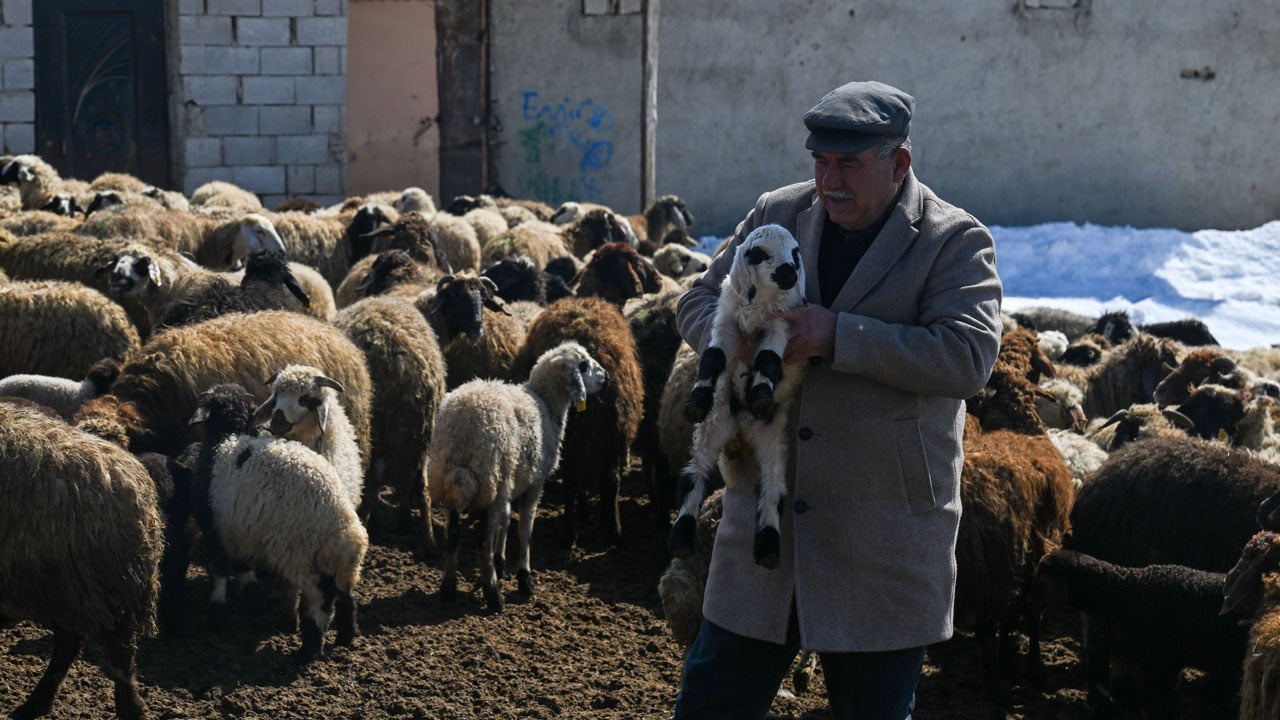 Van’da hayvancılık atağı! Devlet desteğiyle sürüler büyüyor