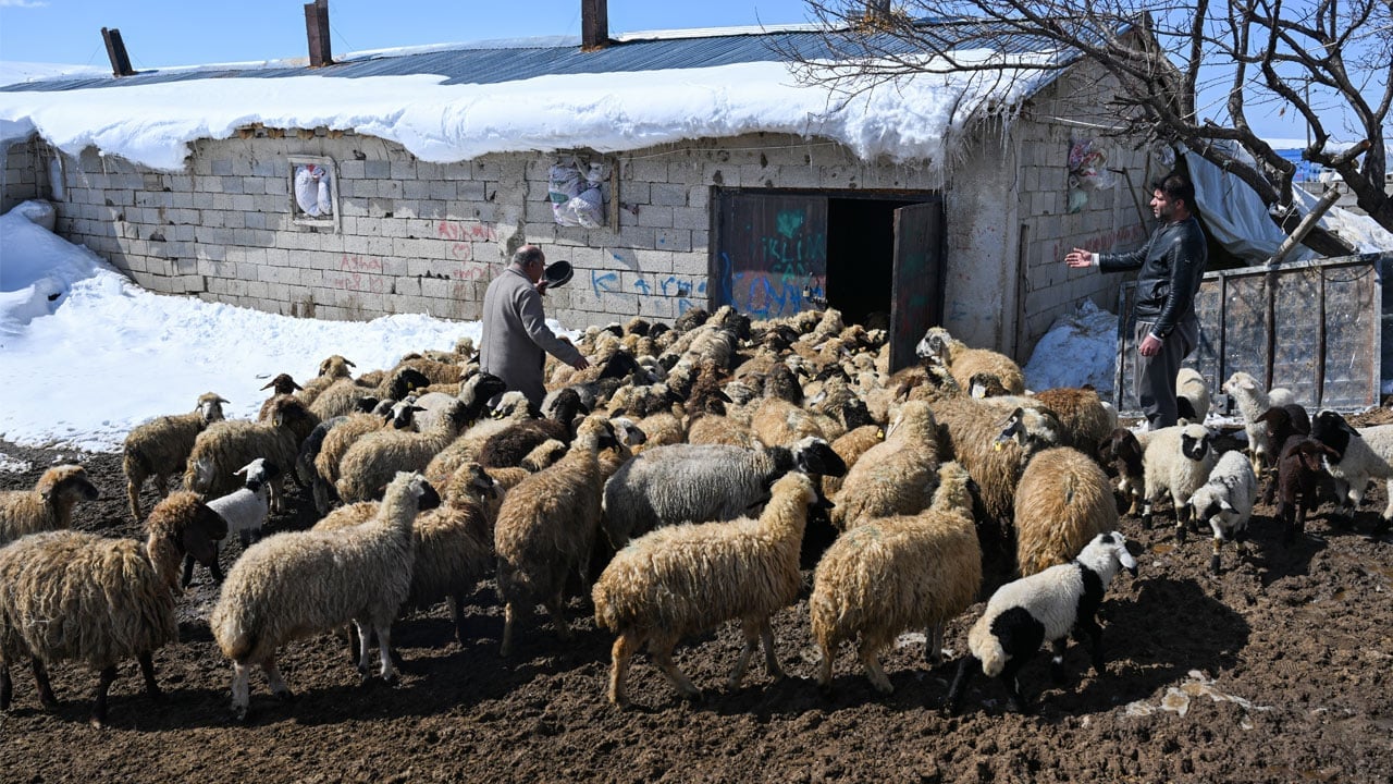 Foto - Van’da hayvancılık atağı! Devlet desteğiyle sürüler büyüyor