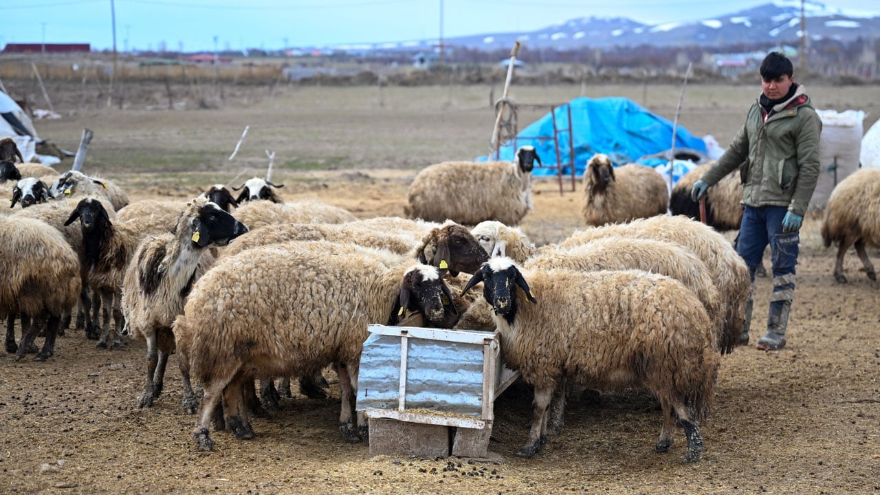 Foto - Van’da hayvancılık atağı! Devlet desteğiyle sürüler büyüyor