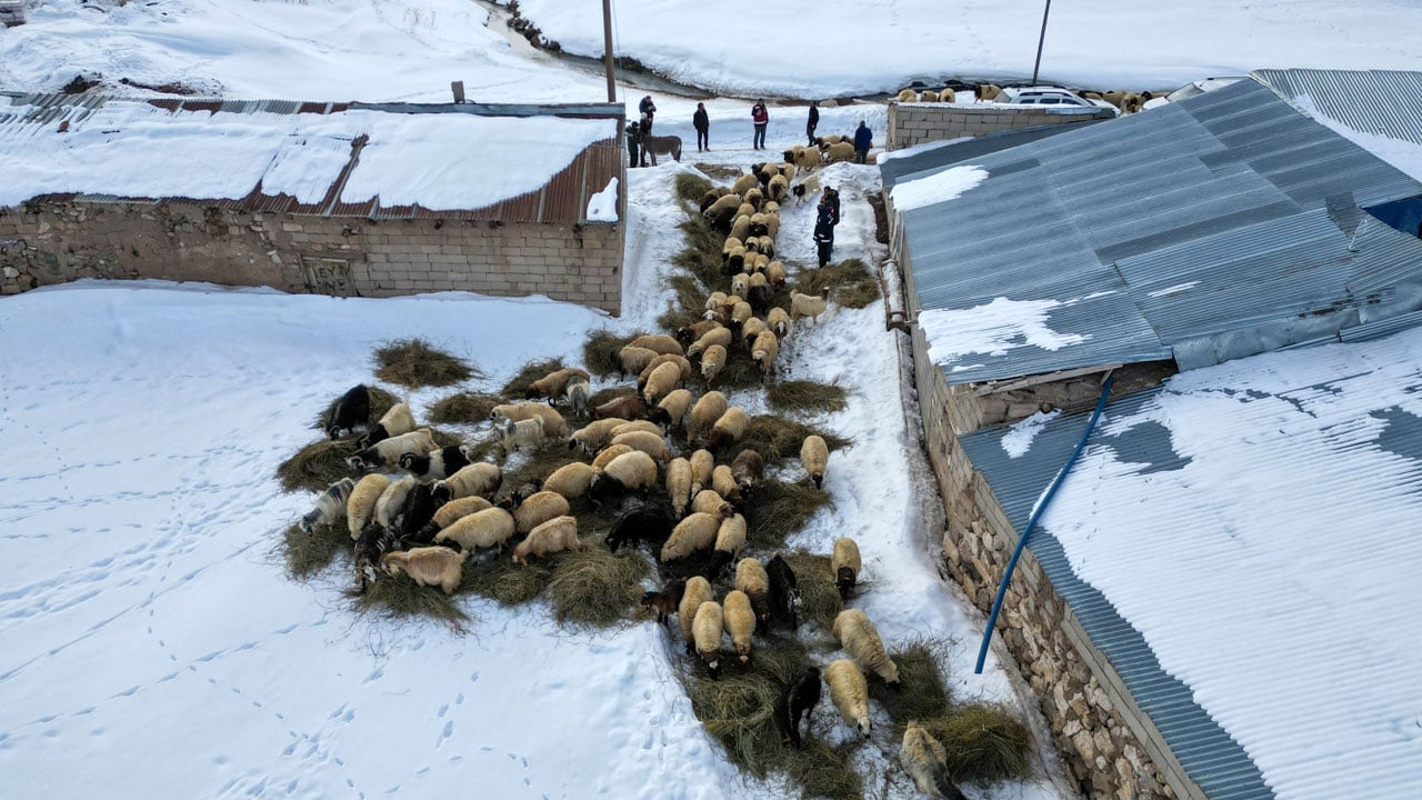 Foto - Van’da hayvancılık atağı! Devlet desteğiyle sürüler büyüyor