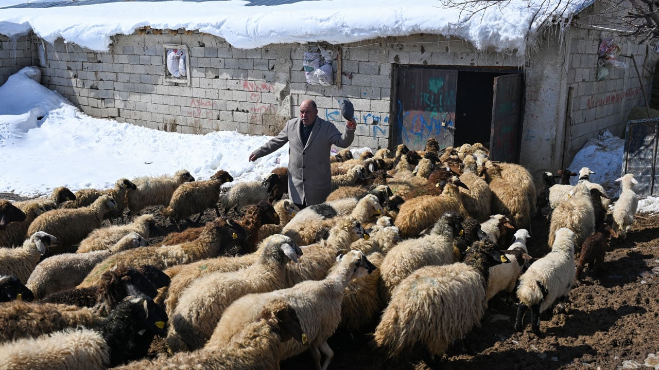 Foto - Van’da hayvancılık atağı! Devlet desteğiyle sürüler büyüyor