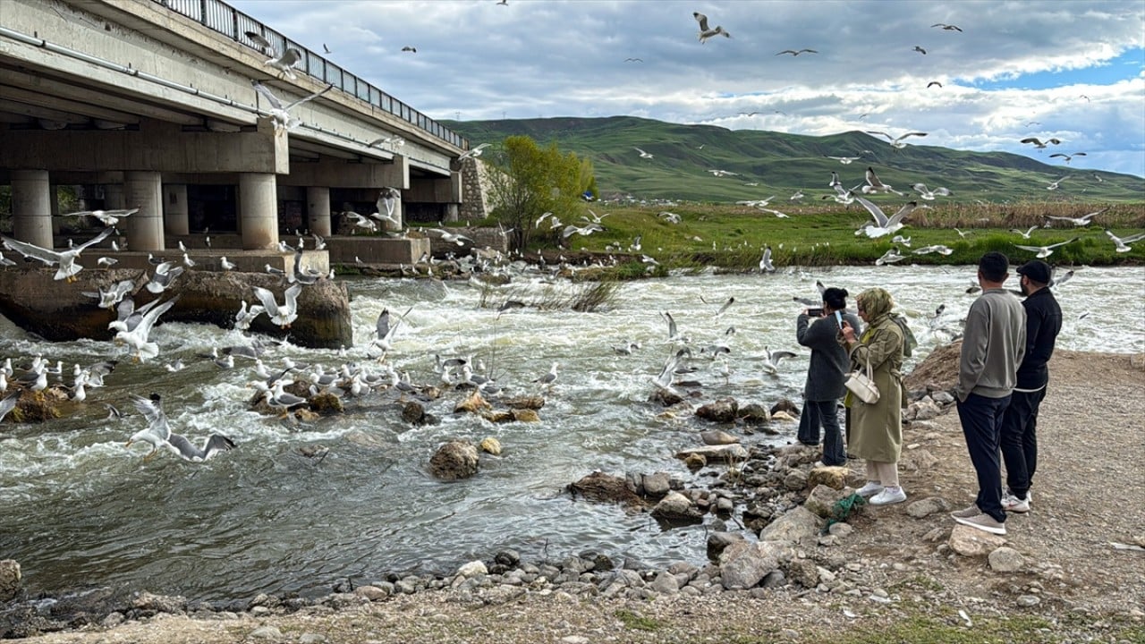 Foto - Van'ın martılarını Van'ın incileri besliyor