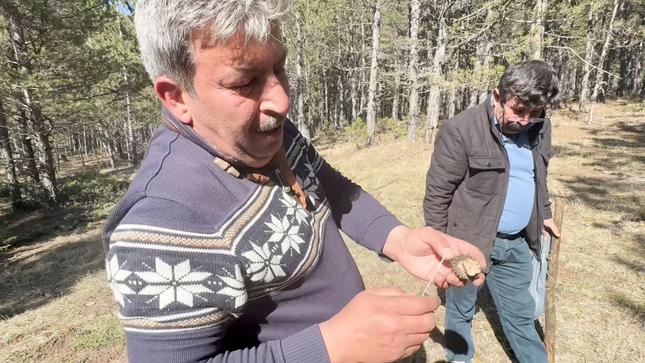 Foto - Vatandaş ormana akın ediyor! Bu mantarın kilosu 1500 TL