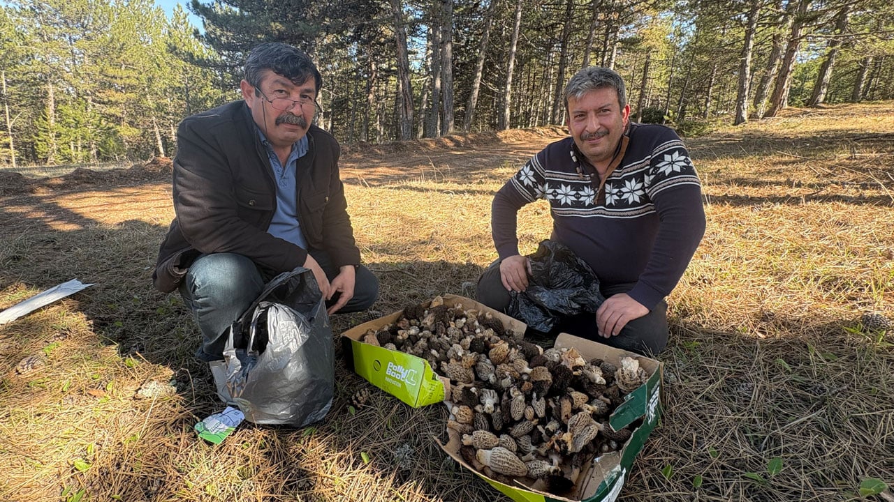 Foto - Vatandaş ormana akın ediyor! Bu mantarın kilosu 1500 TL