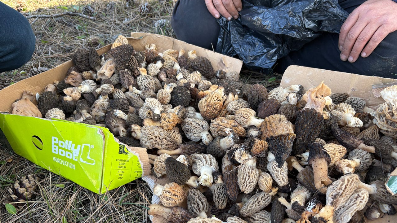 Vatandaş ormana akın ediyor! Bu mantarın kilosu 1500 TL