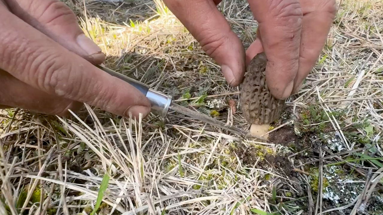 Foto - Vatandaş ormana akın ediyor! Bu mantarın kilosu 1500 TL