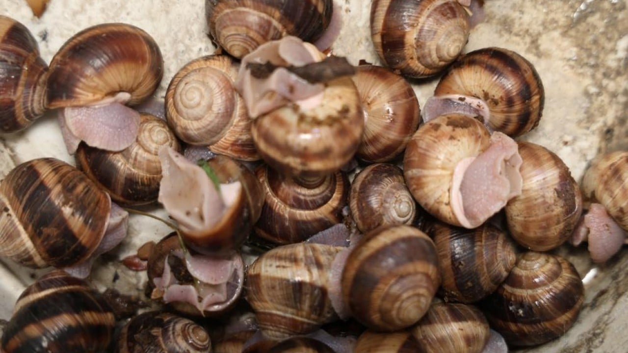 Foto - Vatandaşa ek gelir kapısı Kilosu 35 lira 20 tanesi bir kilo geliyor