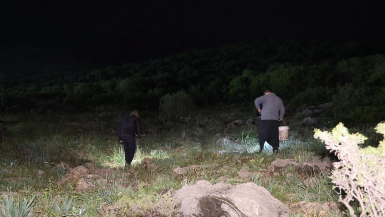 Foto - Vatandaşa ek gelir kapısı Kilosu 35 lira 20 tanesi bir kilo geliyor