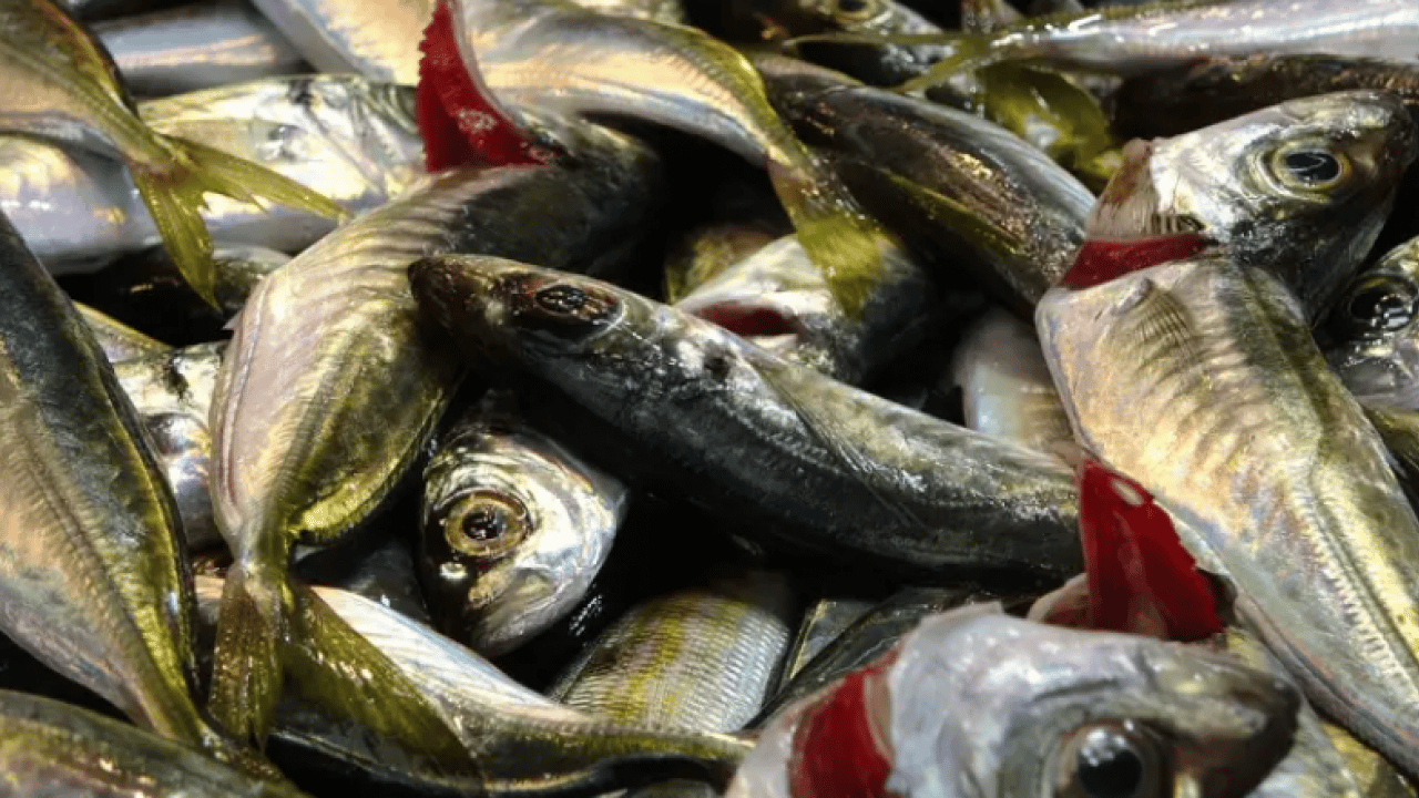 Foto - Vatandaşlar en çok hangisini tercih ediyor! Ramazanda balık satışları tavan yaptı