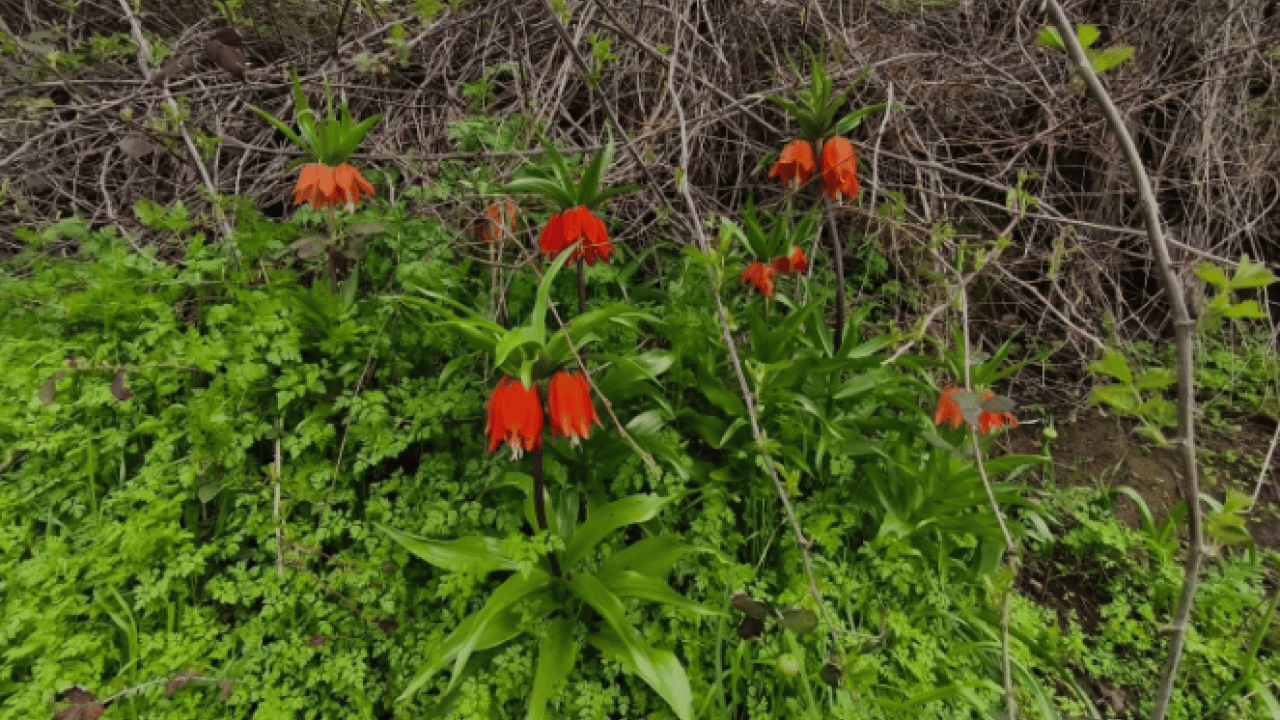 Foto - Vatandaşlar ilçeye akın etti! Koparmanın cezası 700 bin lira olan çiçeğe yoğun ilgi