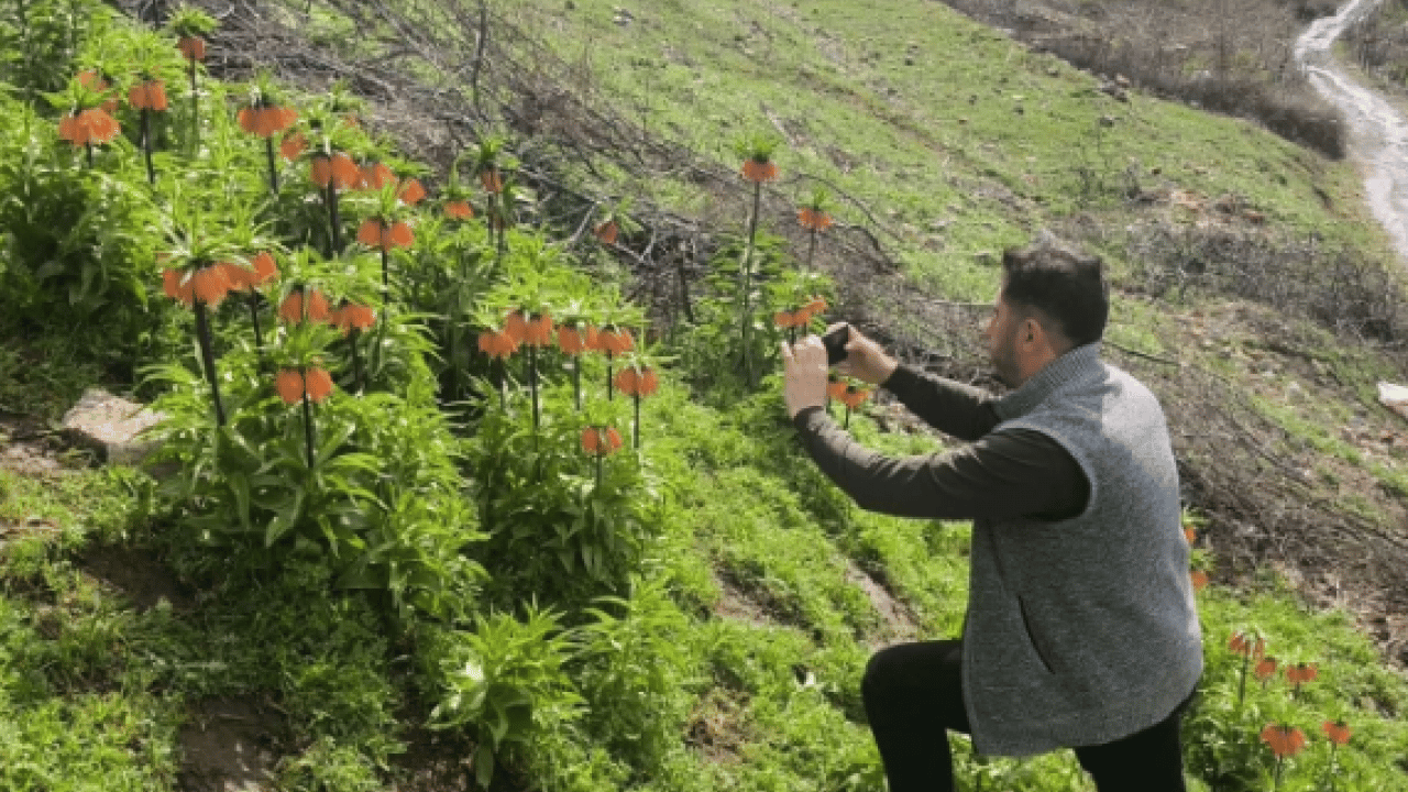 Foto - Vatandaşlar ilçeye akın etti! Koparmanın cezası 700 bin lira olan çiçeğe yoğun ilgi