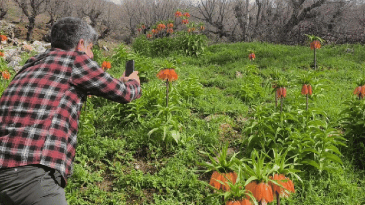 Foto - Vatandaşlar ilçeye akın etti! Koparmanın cezası 700 bin lira olan çiçeğe yoğun ilgi