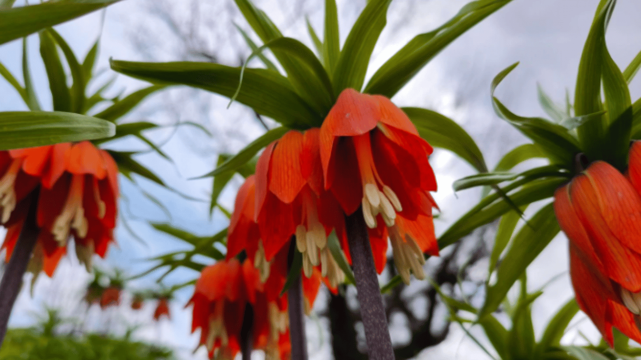 Foto - Vatandaşlar ilçeye akın etti! Koparmanın cezası 700 bin lira olan çiçeğe yoğun ilgi