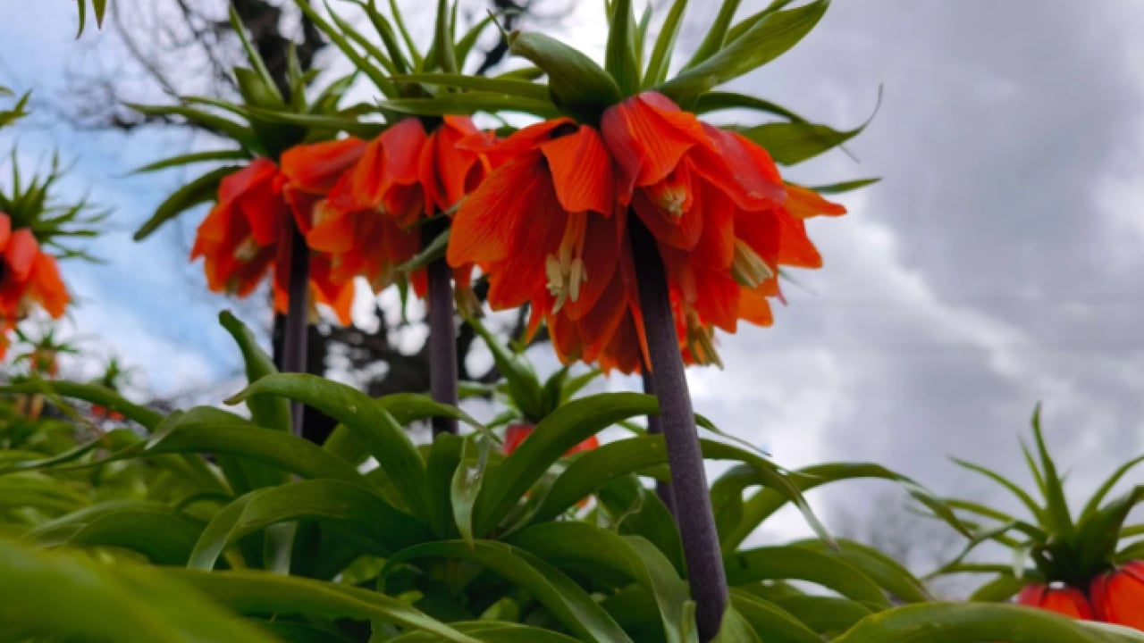 Vatandaşlar ilçeye akın etti! Koparmanın cezası 700 bin lira olan çiçeğe yoğun ilgi