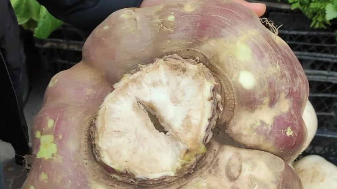 Foto - Vatandaşlar şaşkına döndü! Daha önce böylesi görülmedi