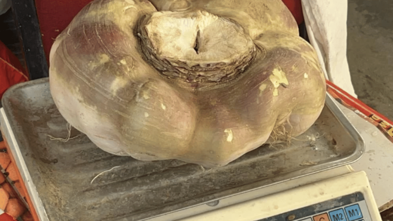 Vatandaşlar şaşkına döndü! Daha önce böylesi görülmedi