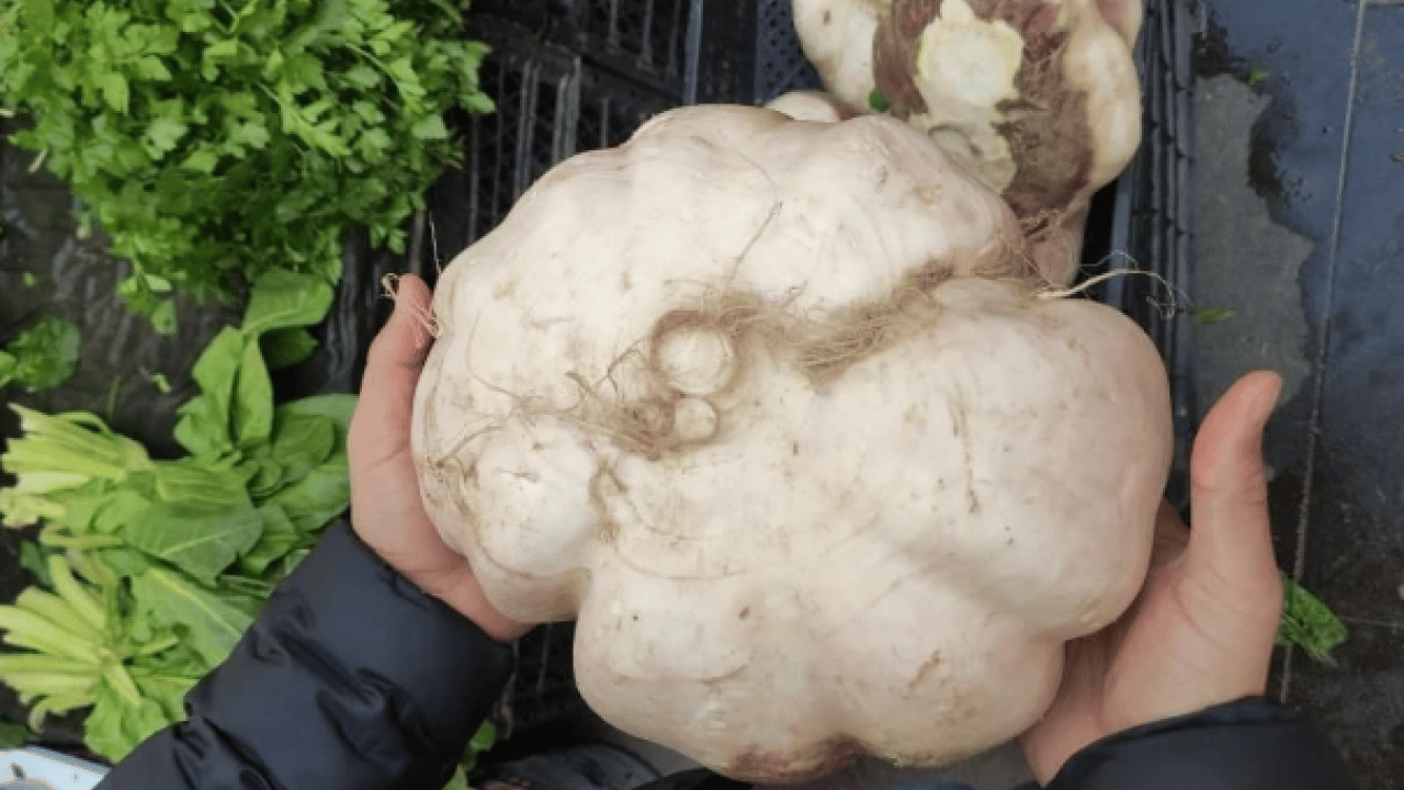 Foto - Vatandaşlar şaşkına döndü! Daha önce böylesi görülmedi