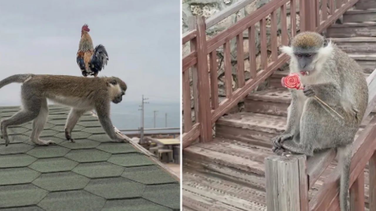 Vatandaşlar yoğun ilgi gösterdi! Firari maymun Denizli turunda