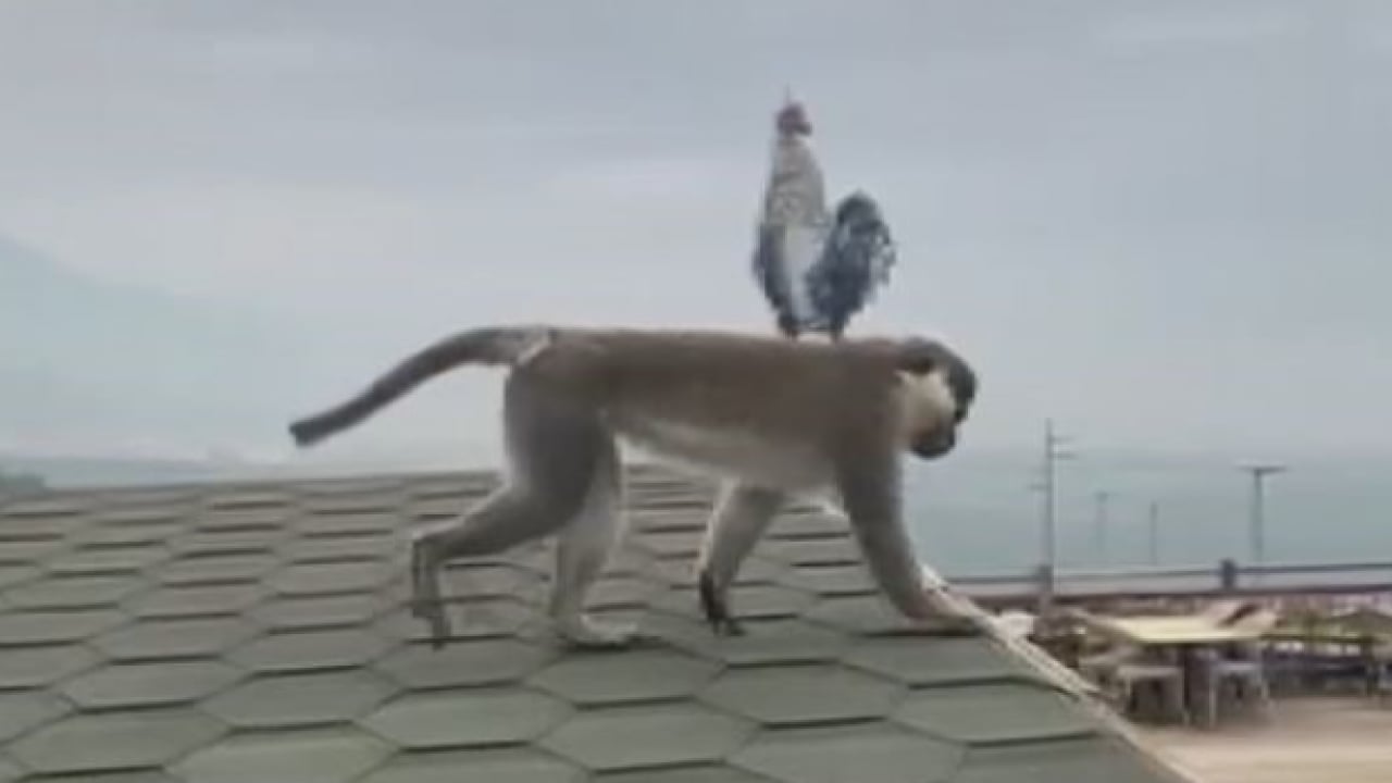 Foto - Vatandaşlar yoğun ilgi gösterdi! Firari maymun Denizli turunda
