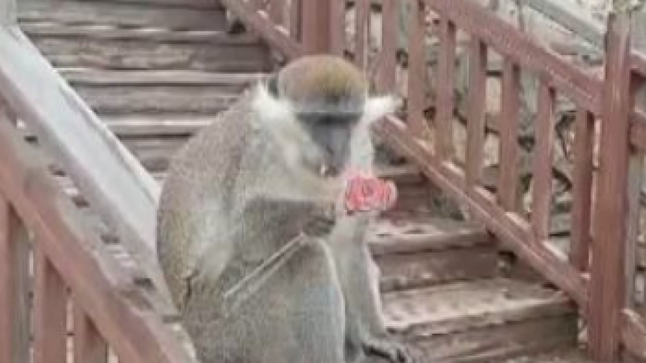 Foto - Vatandaşlar yoğun ilgi gösterdi! Firari maymun Denizli turunda