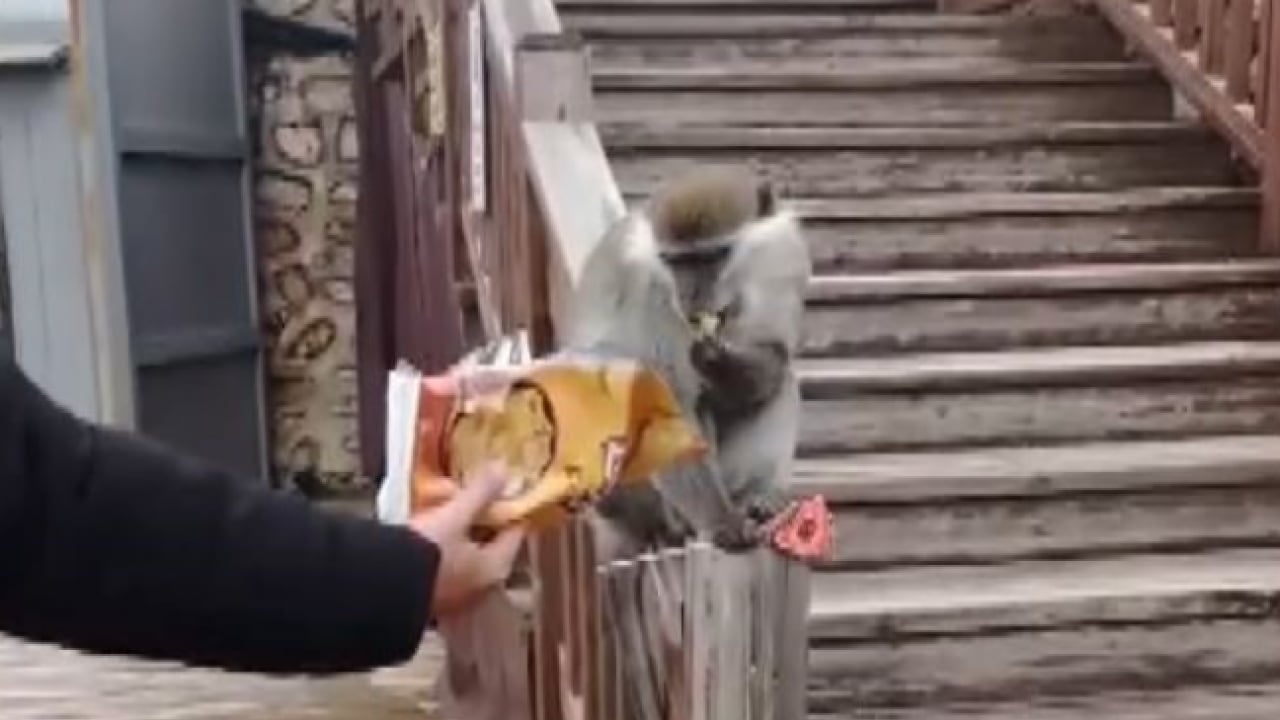 Foto - Vatandaşlar yoğun ilgi gösterdi! Firari maymun Denizli turunda