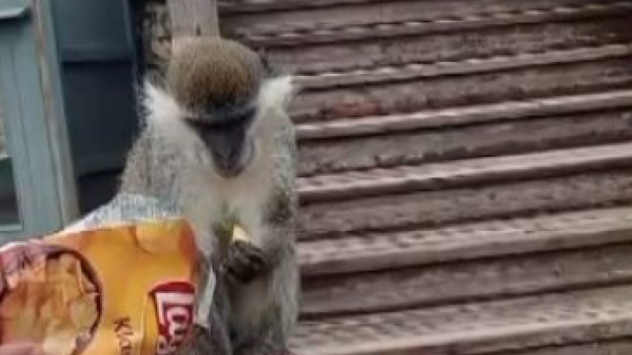 Foto - Vatandaşlar yoğun ilgi gösterdi! Firari maymun Denizli turunda