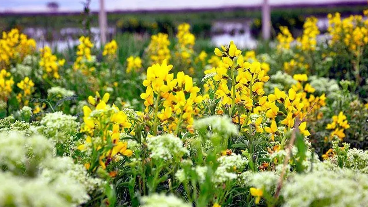 Foto - Ve en değerli nadir otlar sadece Türkiye'de var: Kimi sümbülü kimi kuşkonmazı biliyor... Talep o kadar artıyor ki...