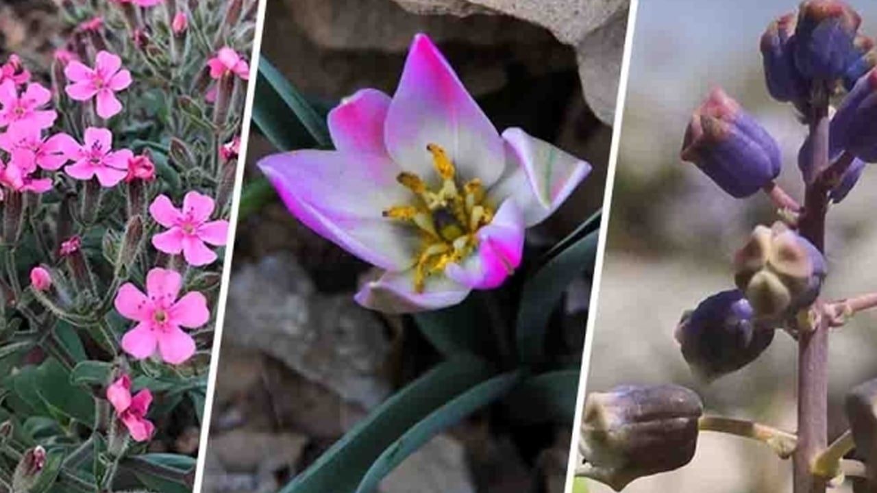 Foto - Ve en değerli nadir otlar sadece Türkiye'de var: Kimi sümbülü kimi kuşkonmazı biliyor... Talep o kadar artıyor ki...