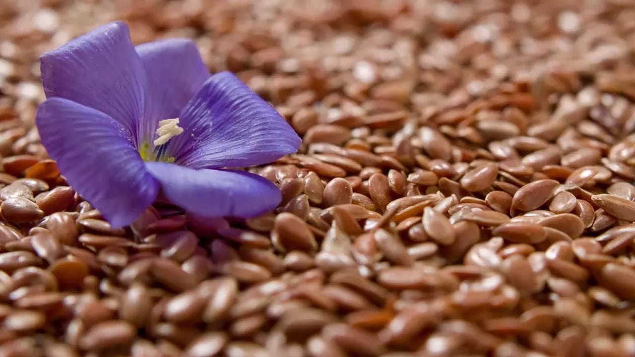 Foto - Bitkisel protein bombası: Bu tohum hafızayı besliyor! Keten tohumu bakın ne?