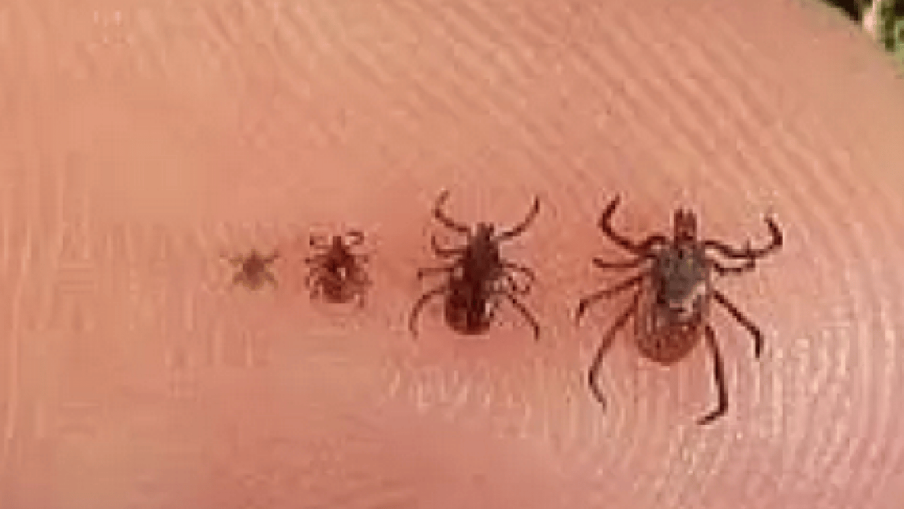 Foto - Virüs, bakteri ve parazit... Yaz aylarinda kene tehlikesine dikkat