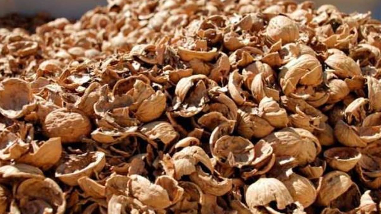 Vücudu baştan aşağı yenileniyor şifa kaynağı: Cevizin kabuklarını sakın çöpe atmayın! Bakın neler oluyor