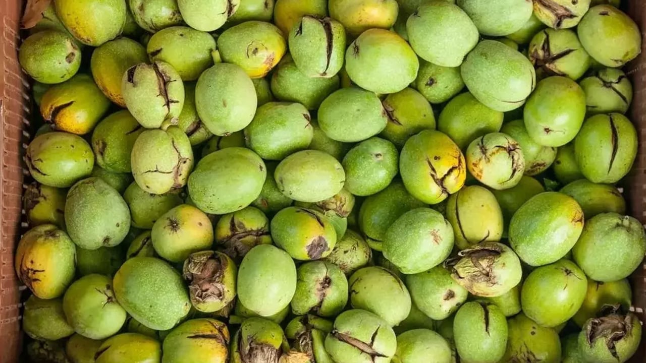 Foto - Vücudu baştan aşağı yenileniyor şifa kaynağı: Cevizin kabuklarını sakın çöpe atmayın! Bakın neler oluyor