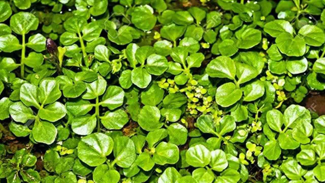 Foto - Vücudu güçlendiren 7 besin: Kalp, beyin ve bağışıklık dostu