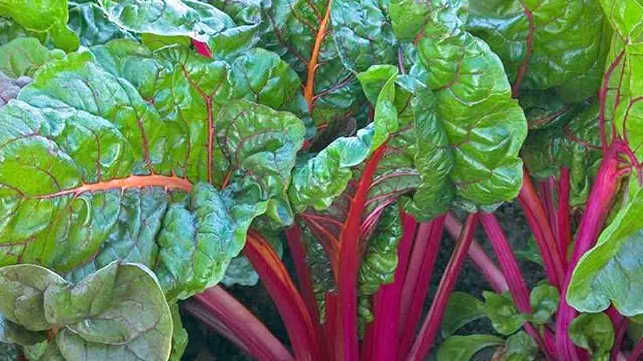 Foto - Vücudu güçlendiren 7 besin: Kalp, beyin ve bağışıklık dostu