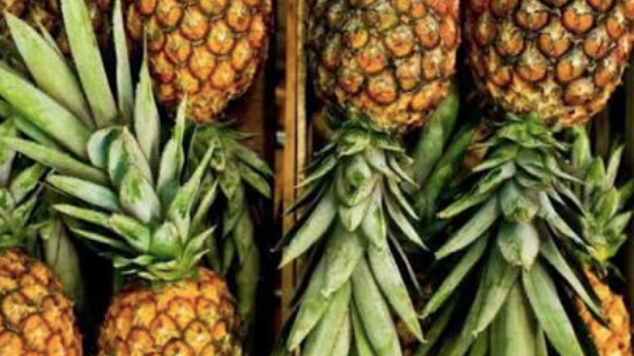 Foto - Bromelainin sinüzit tedavisinde... Ödemsavar meyve: Portakaldan daha fazla C vitamini içeriyor!