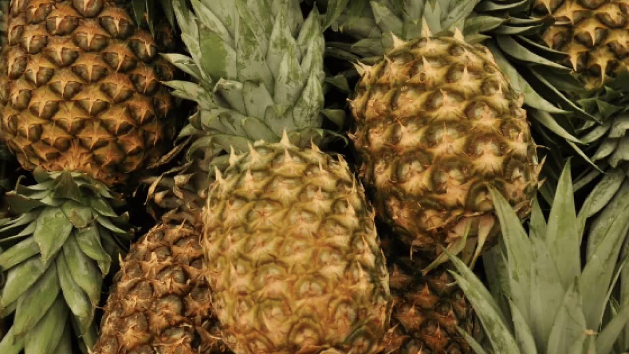 Foto - Bromelainin sinüzit tedavisinde... Ödemsavar meyve: Portakaldan daha fazla C vitamini içeriyor!